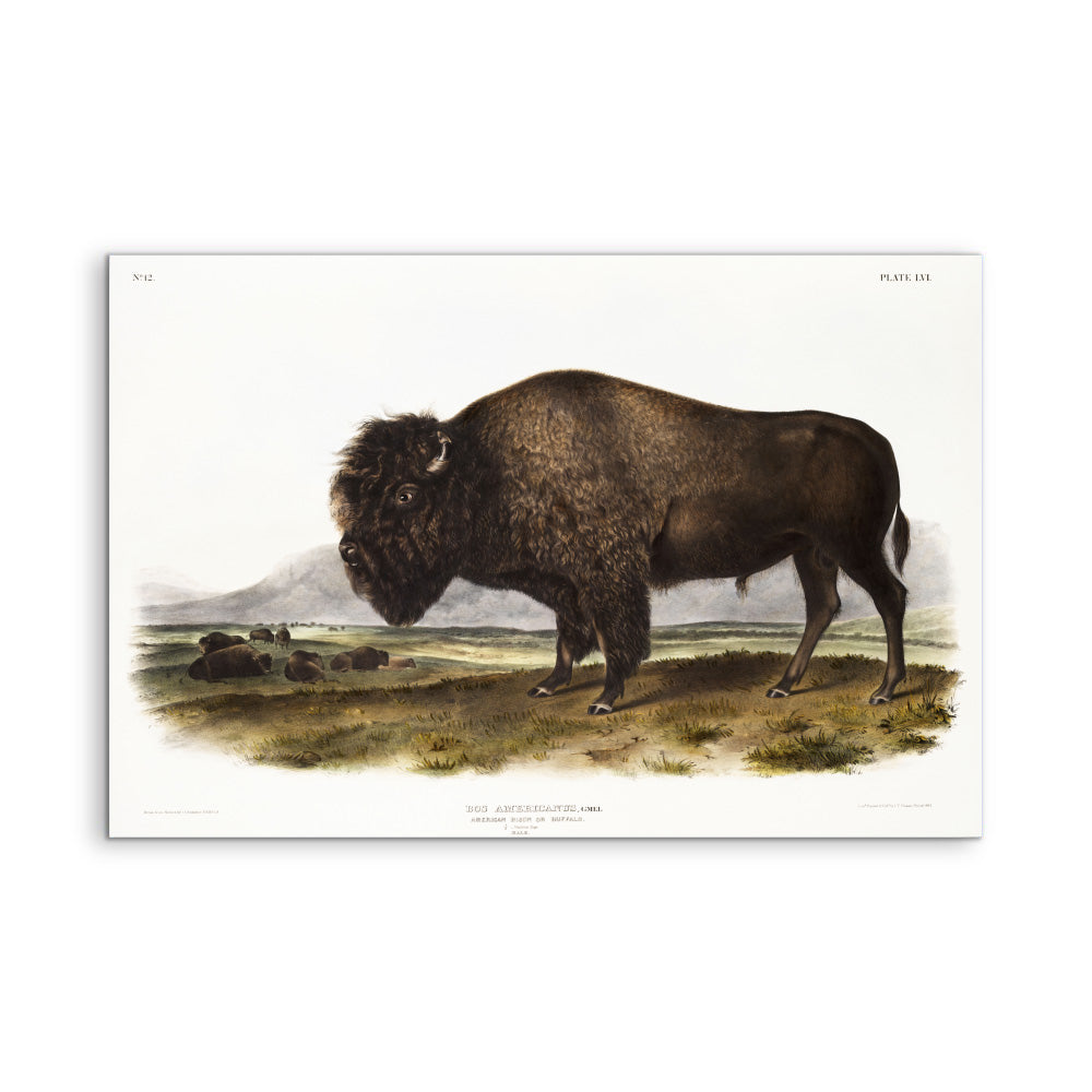 American Bison by John Woodhouse Audubon - Natural History Stretched Canvas or Art Print