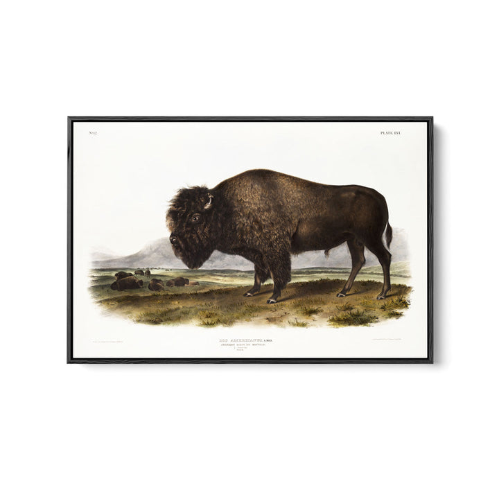 American Bison by John Woodhouse Audubon - Natural History Stretched Canvas or Art Print
