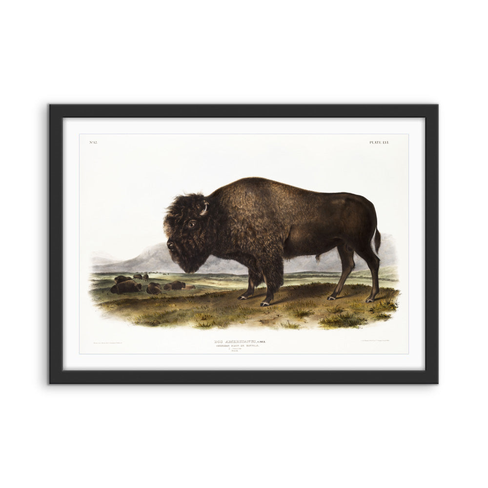 American Bison by John Woodhouse Audubon - Natural History Stretched Canvas or Art Print