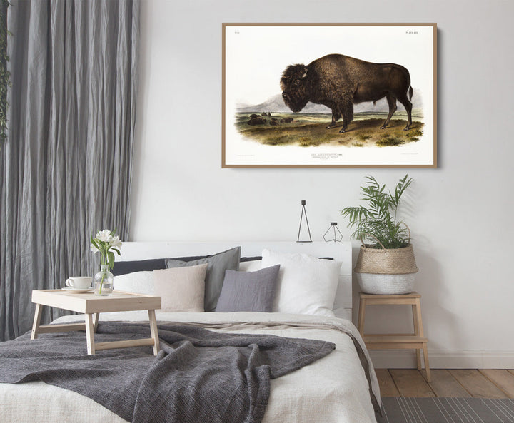 American Bison by John Woodhouse Audubon - Natural History Stretched Canvas or Art Print
