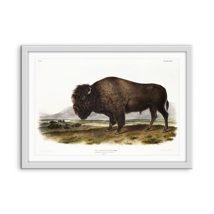American Bison by John Woodhouse Audubon - Natural History Stretched Canvas or Art Print