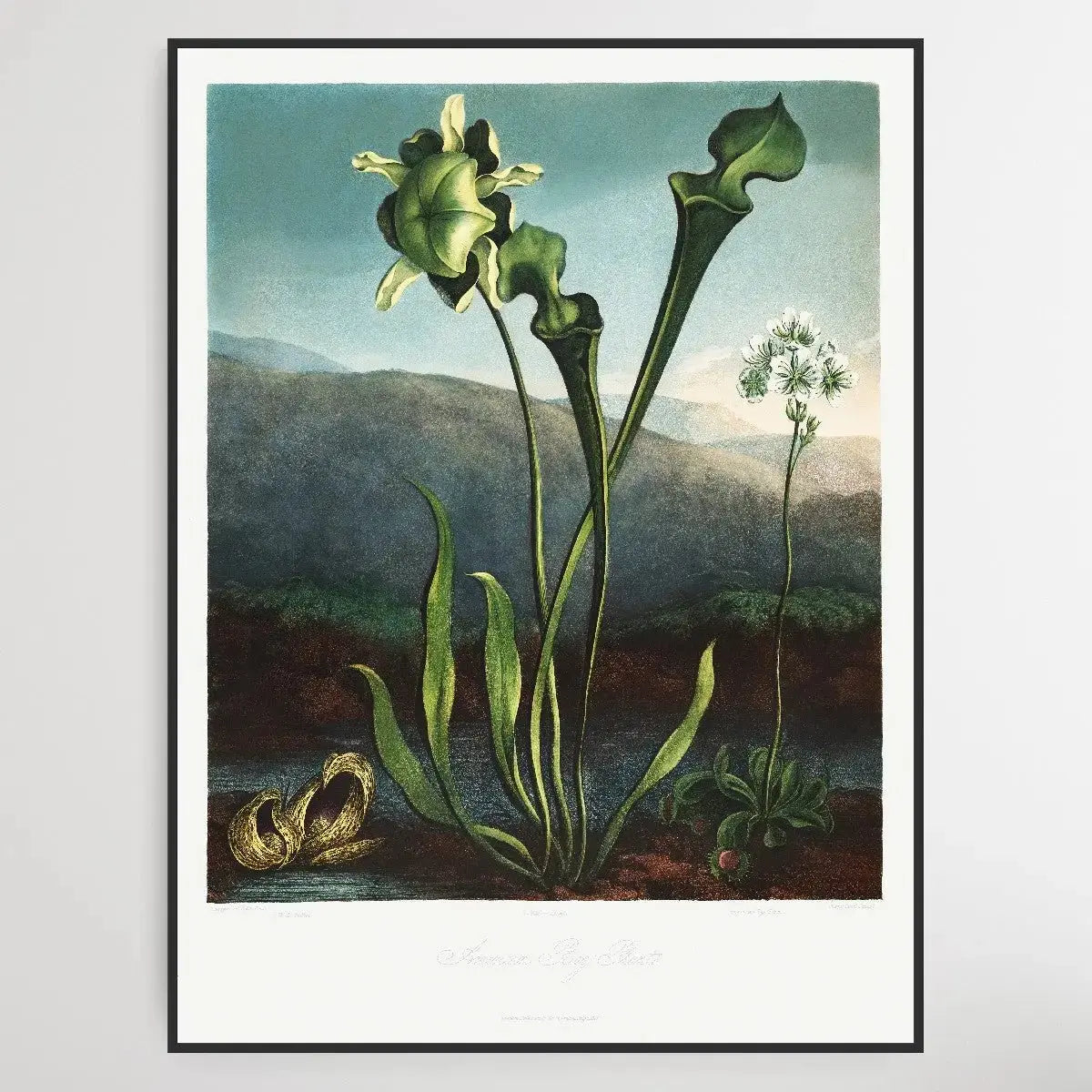 American Bog Plants (1807) by Robert John Thornton - I Heart Wall Art - Poster Print, Canvas Print or Framed Art Print
