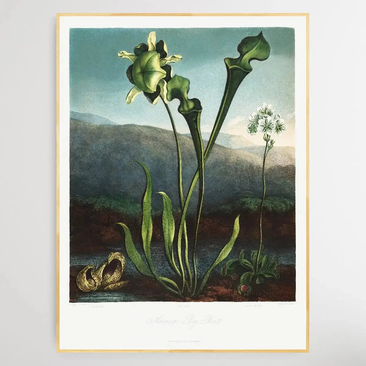 American Bog Plants (1807) by Robert John Thornton - I Heart Wall Art - Poster Print, Canvas Print or Framed Art Print