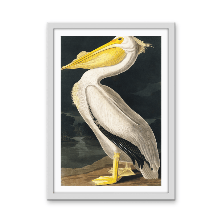 American White Pelican from Birds of America (1827) by John James Audubon - Stretched Canvas or Framed Fine Art Print - I Heart Wall Art - Poster Print, Canvas Print or Framed Art Print