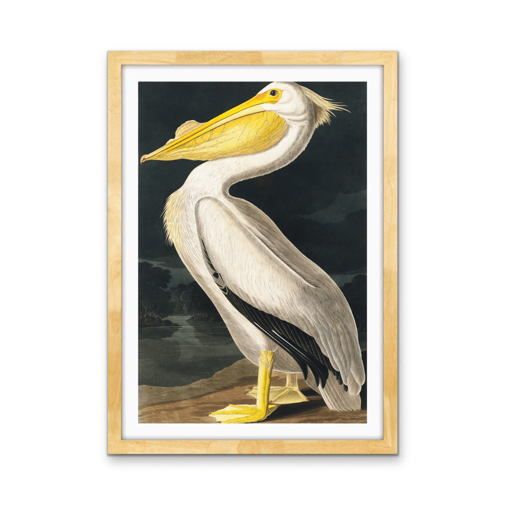 American White Pelican from Birds of America (1827) by John James Audubon - Stretched Canvas or Framed Fine Art Print - I Heart Wall Art - Poster Print, Canvas Print or Framed Art Print