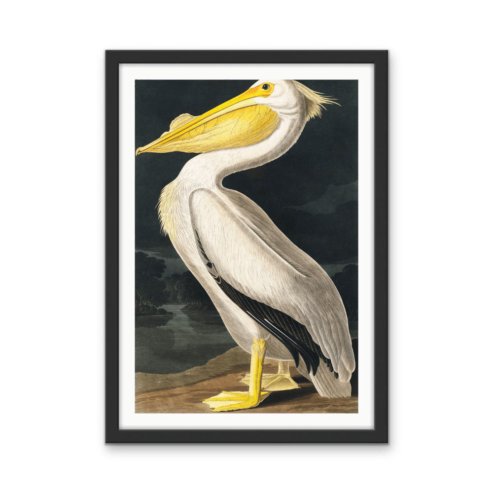 American White Pelican from Birds of America (1827) by John James Audubon - Stretched Canvas or Framed Fine Art Print - I Heart Wall Art - Poster Print, Canvas Print or Framed Art Print