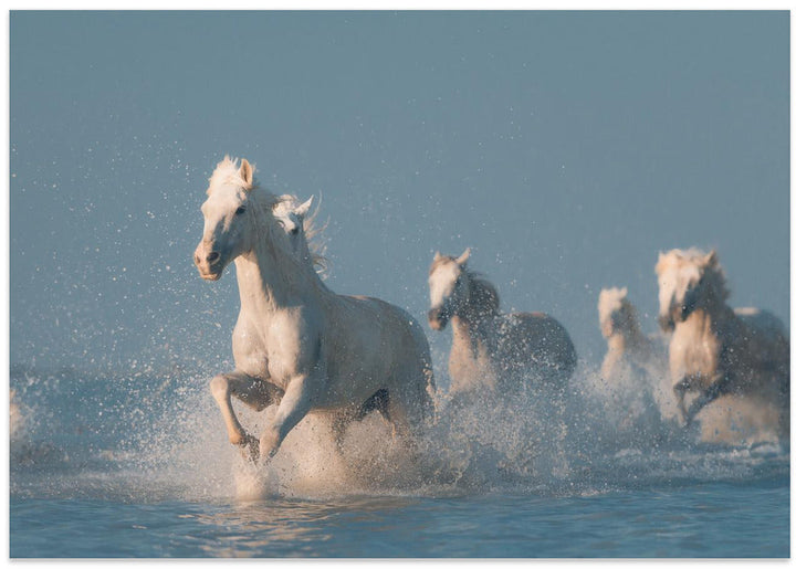 Angels of Camargue - Stretched Canvas, Poster or Fine Art Print I Heart Wall Art