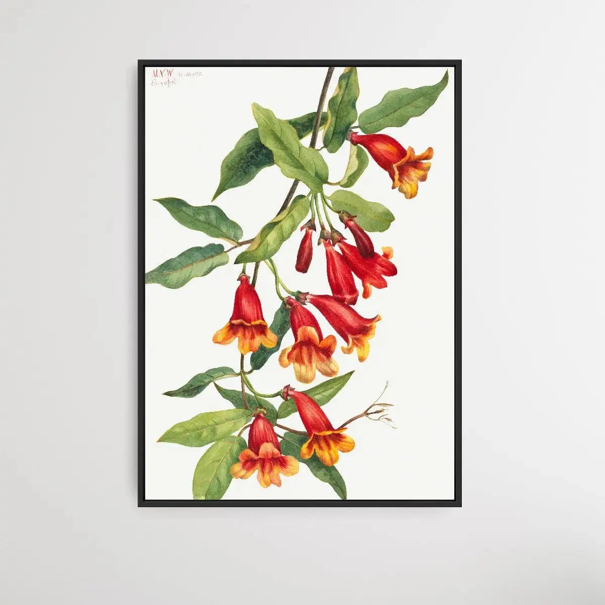 Anisostichus capreolatus (1925) by Mary Vaux Walcott - I Heart Wall Art - Poster Print, Canvas Print or Framed Art Print