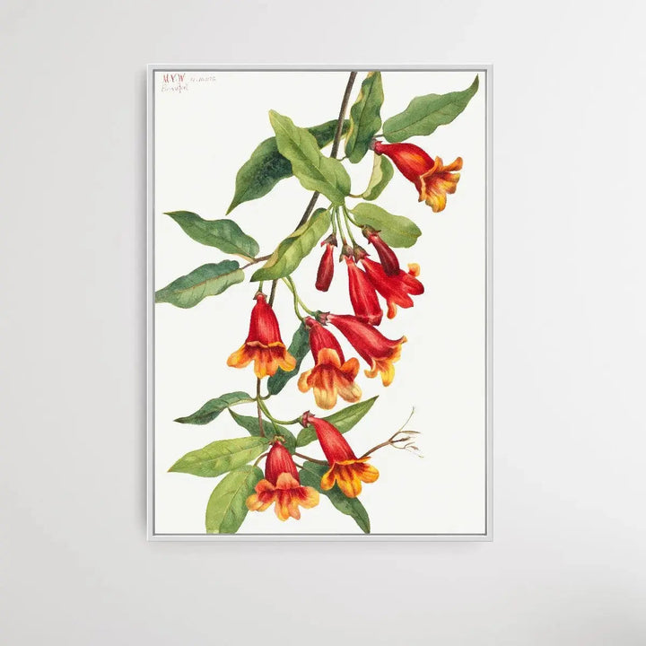 Anisostichus capreolatus (1925) by Mary Vaux Walcott - I Heart Wall Art - Poster Print, Canvas Print or Framed Art Print