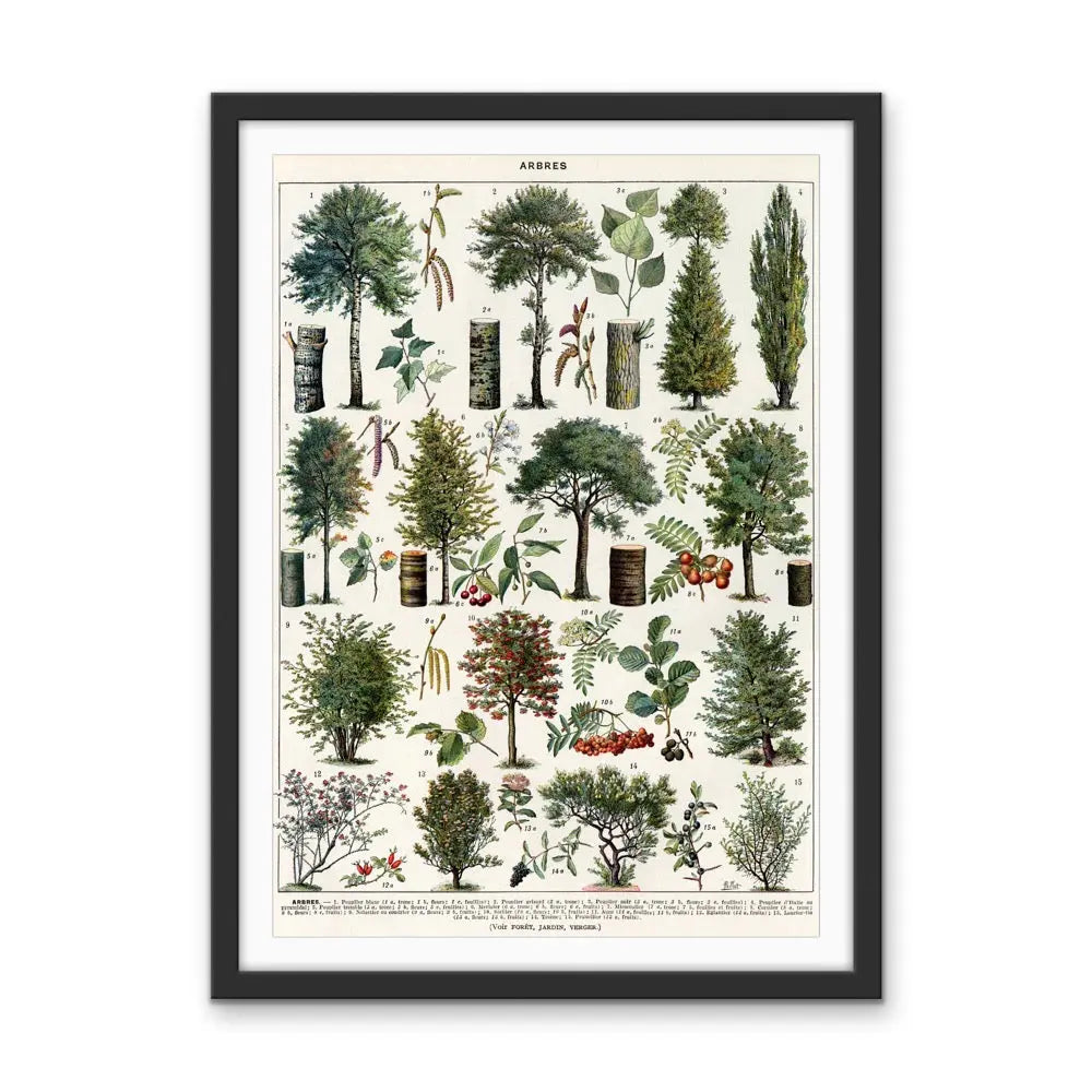 Jardins Arbres III Vintage Scientific Chart - Stretched Canvas Print or Framed Fine Art Print - Artwork I Heart Wall Art Australia