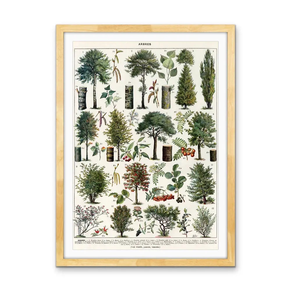 Jardins Arbres III Vintage Scientific Chart - Stretched Canvas Print or Framed Fine Art Print - Artwork I Heart Wall Art Australia