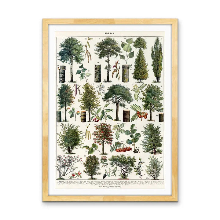 Jardins Arbres III Vintage Scientific Chart - Stretched Canvas Print or Framed Fine Art Print - Artwork I Heart Wall Art Australia