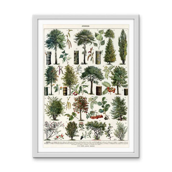 Jardins Arbres III Vintage Scientific Chart - Stretched Canvas Print or Framed Fine Art Print - Artwork I Heart Wall Art Australia