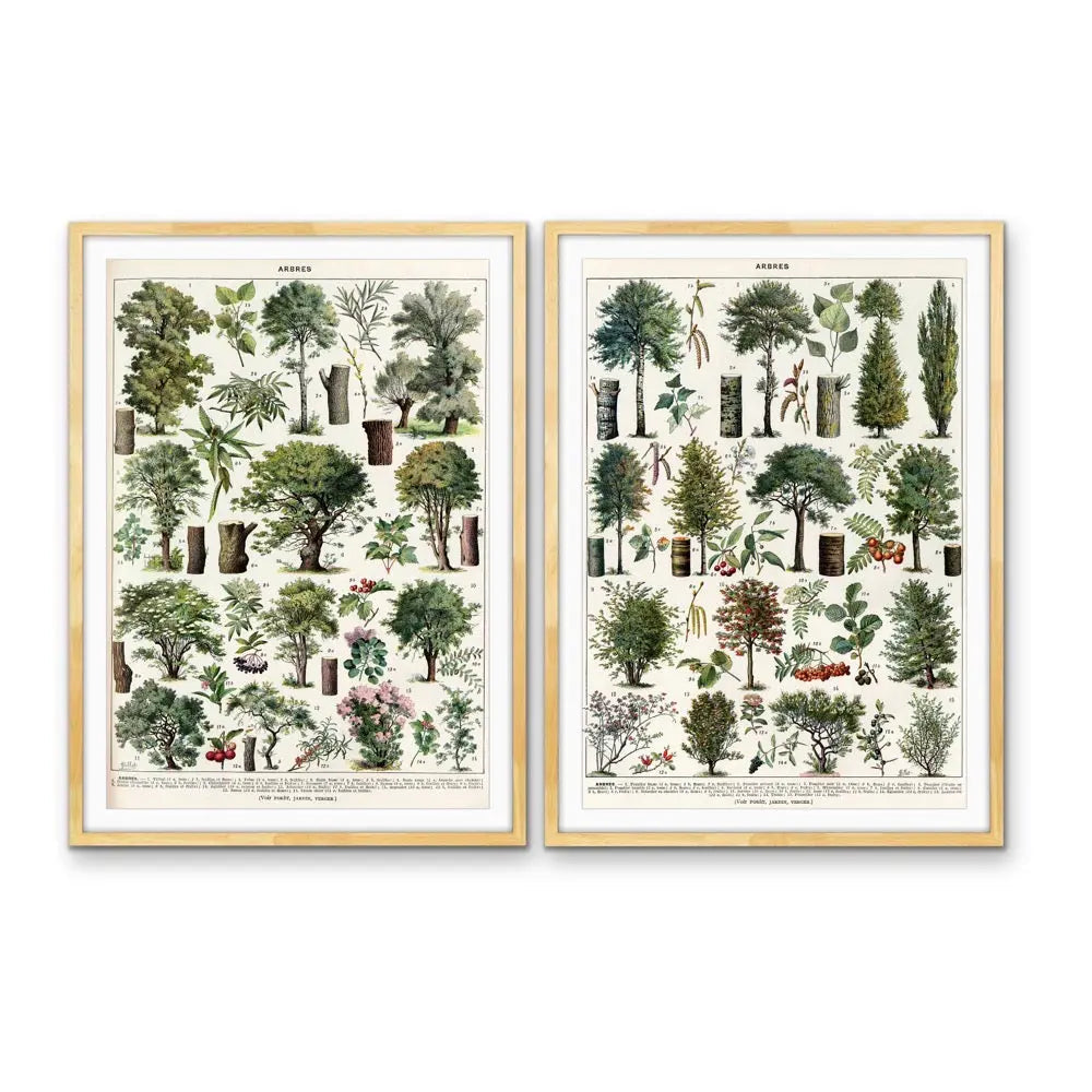 Arbres - Two Piece Vintage Tree Illustration Set by Adolphe Millett- Stretched Canvas or Art Print Set Diptych I Heart Wall Art Australia