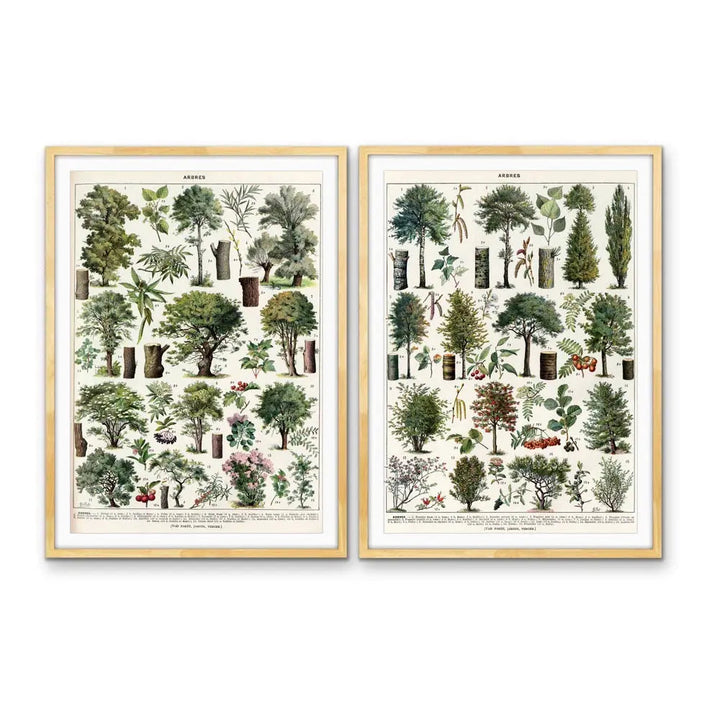 Arbres - Two Piece Vintage Tree Illustration Set by Adolphe Millett- Stretched Canvas or Art Print Set Diptych I Heart Wall Art Australia