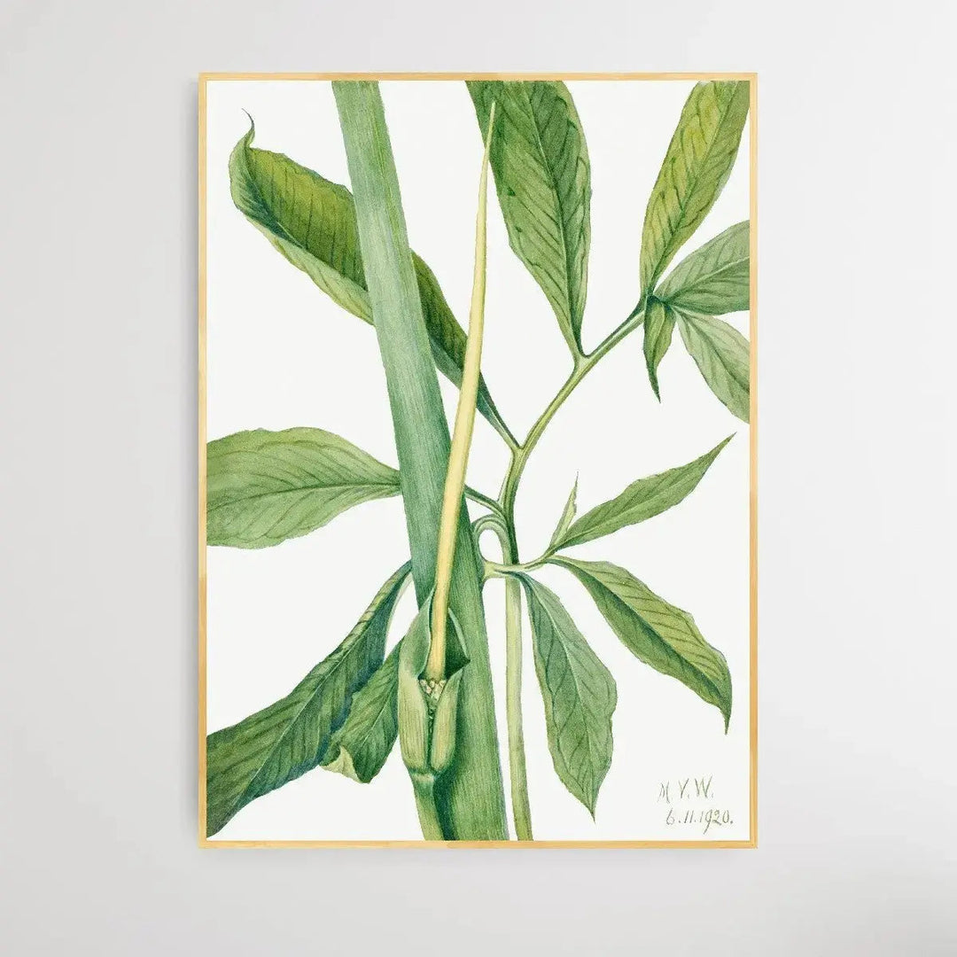 Arisaema dracontium (1920) by Mary Vaux Walcott - I Heart Wall Art - Poster Print, Canvas Print or Framed Art Print