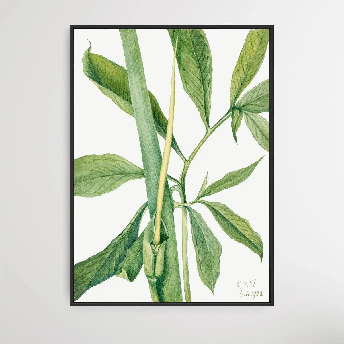 Arisaema dracontium (1920) by Mary Vaux Walcott - I Heart Wall Art - Poster Print, Canvas Print or Framed Art Print