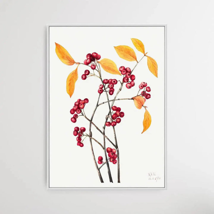 Aronia arbutifolia (1920) by Mary Vaux Walcott - I Heart Wall Art - Poster Print, Canvas Print or Framed Art Print