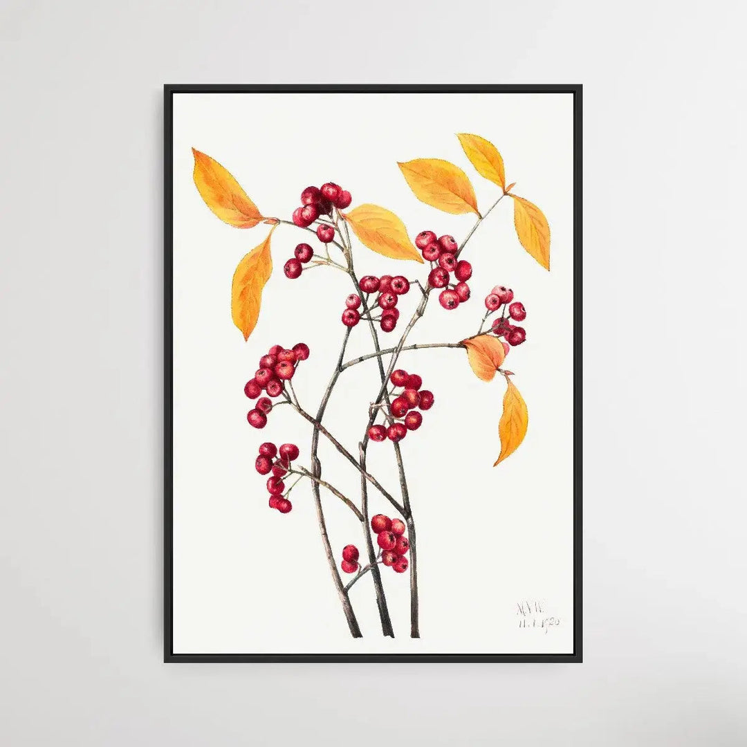 Aronia arbutifolia (1920) by Mary Vaux Walcott - I Heart Wall Art - Poster Print, Canvas Print or Framed Art Print