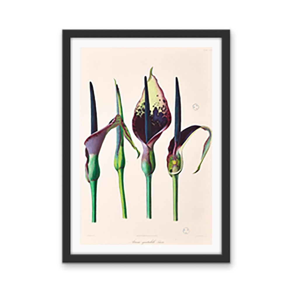 Arum Dioscoridis Spectabile from Icones Aroidearum (1857) by Heinrich Wilhelm Schott - Vintage Art Print - I Heart Wall Art - Poster Print, Canvas Print or Framed Art Print