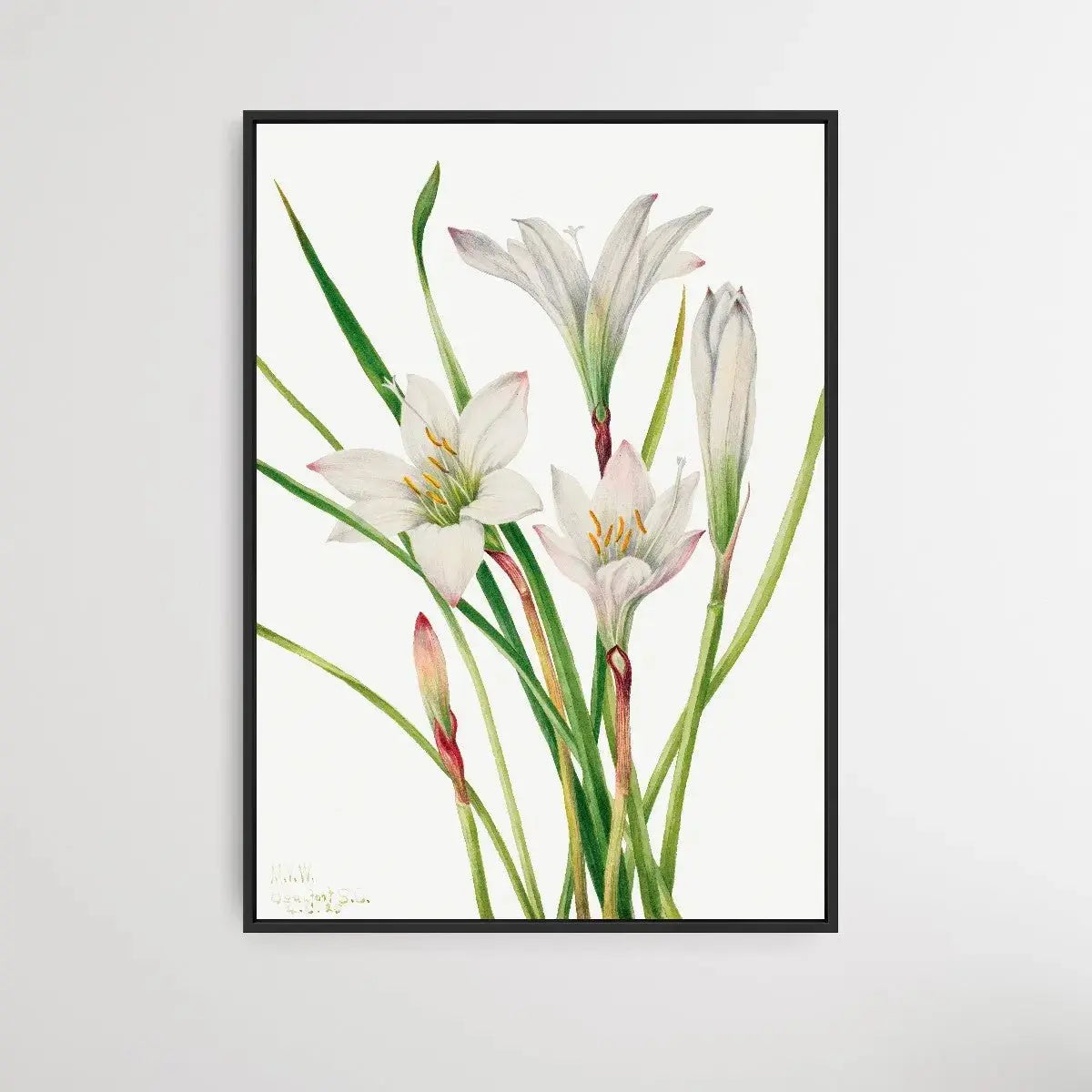 Atamosco atamasco (1925) by Mary Vaux Walcott - I Heart Wall Art - Poster Print, Canvas Print or Framed Art Print