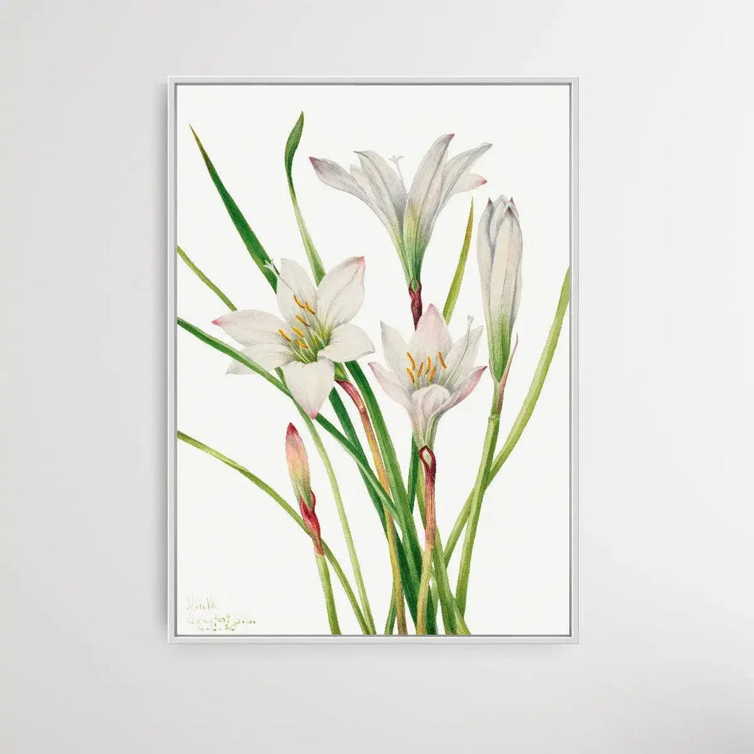 Atamosco atamasco (1925) by Mary Vaux Walcott - I Heart Wall Art - Poster Print, Canvas Print or Framed Art Print