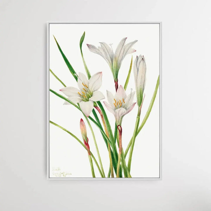 Atamosco atamasco (1925) by Mary Vaux Walcott - I Heart Wall Art - Poster Print, Canvas Print or Framed Art Print