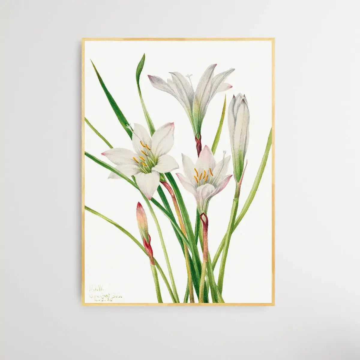 Atamosco atamasco (1925) by Mary Vaux Walcott - I Heart Wall Art - Poster Print, Canvas Print or Framed Art Print