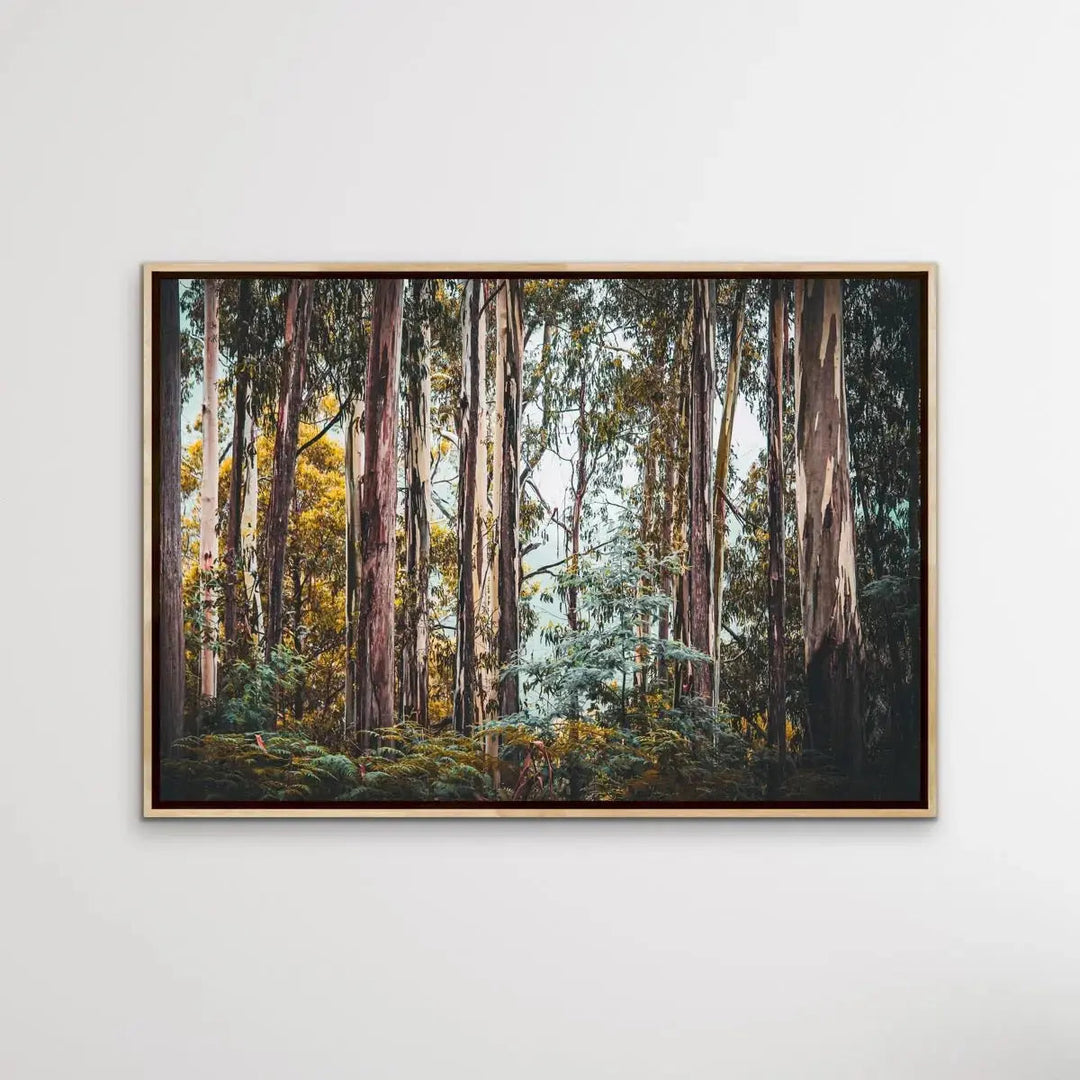 Australian Alpine Forest - Australian Nature Photographic Print - I Heart Wall Art - Poster Print, Canvas Print or Framed Art Print