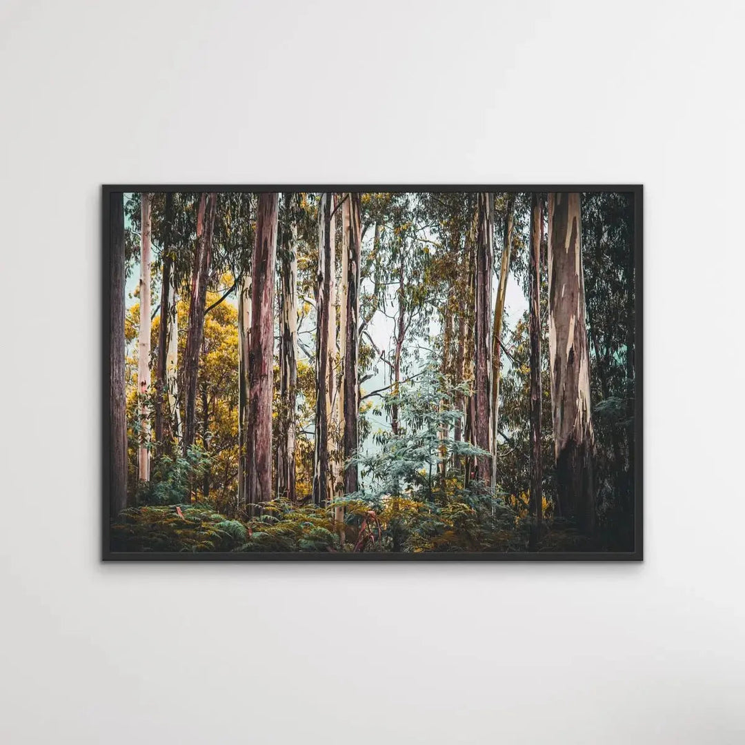 Australian Alpine Forest - Australian Nature Photographic Print - I Heart Wall Art - Poster Print, Canvas Print or Framed Art Print