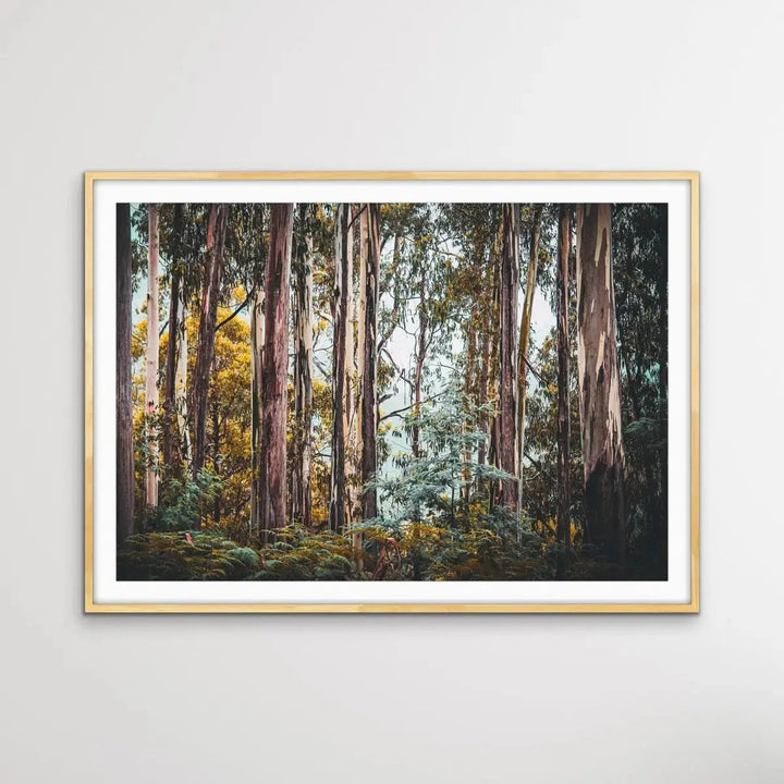 Australian Alpine Forest - Australian Nature Photographic Print - I Heart Wall Art - Poster Print, Canvas Print or Framed Art Print