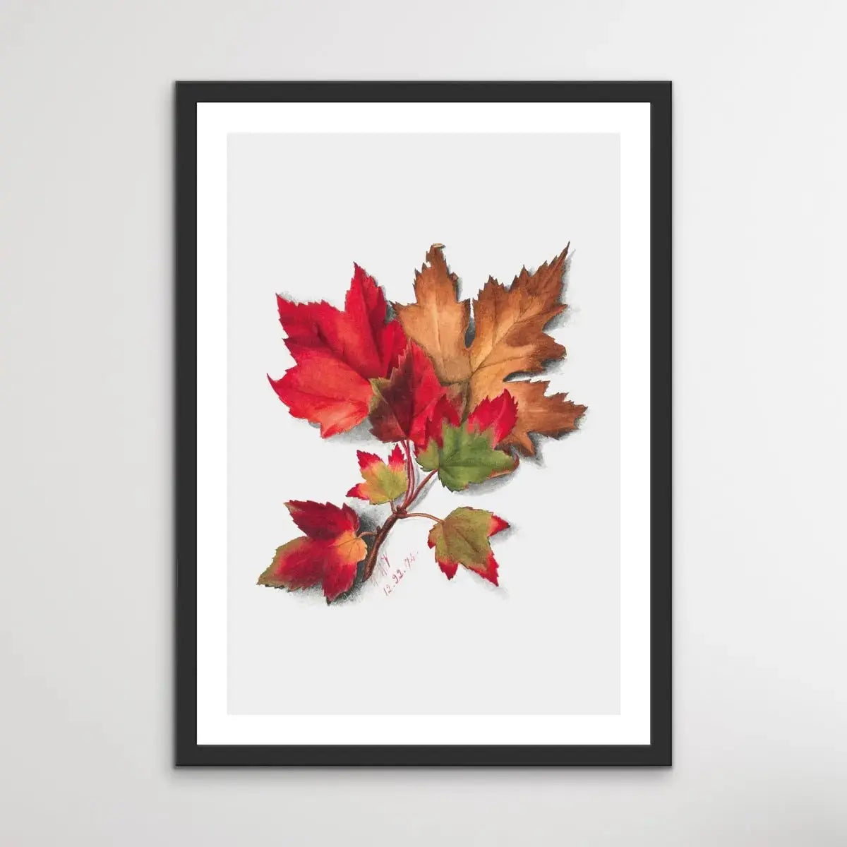 Autumn Leaves II (1874) by Mary Vaux Walcott - I Heart Wall Art - Poster Print, Canvas Print or Framed Art Print