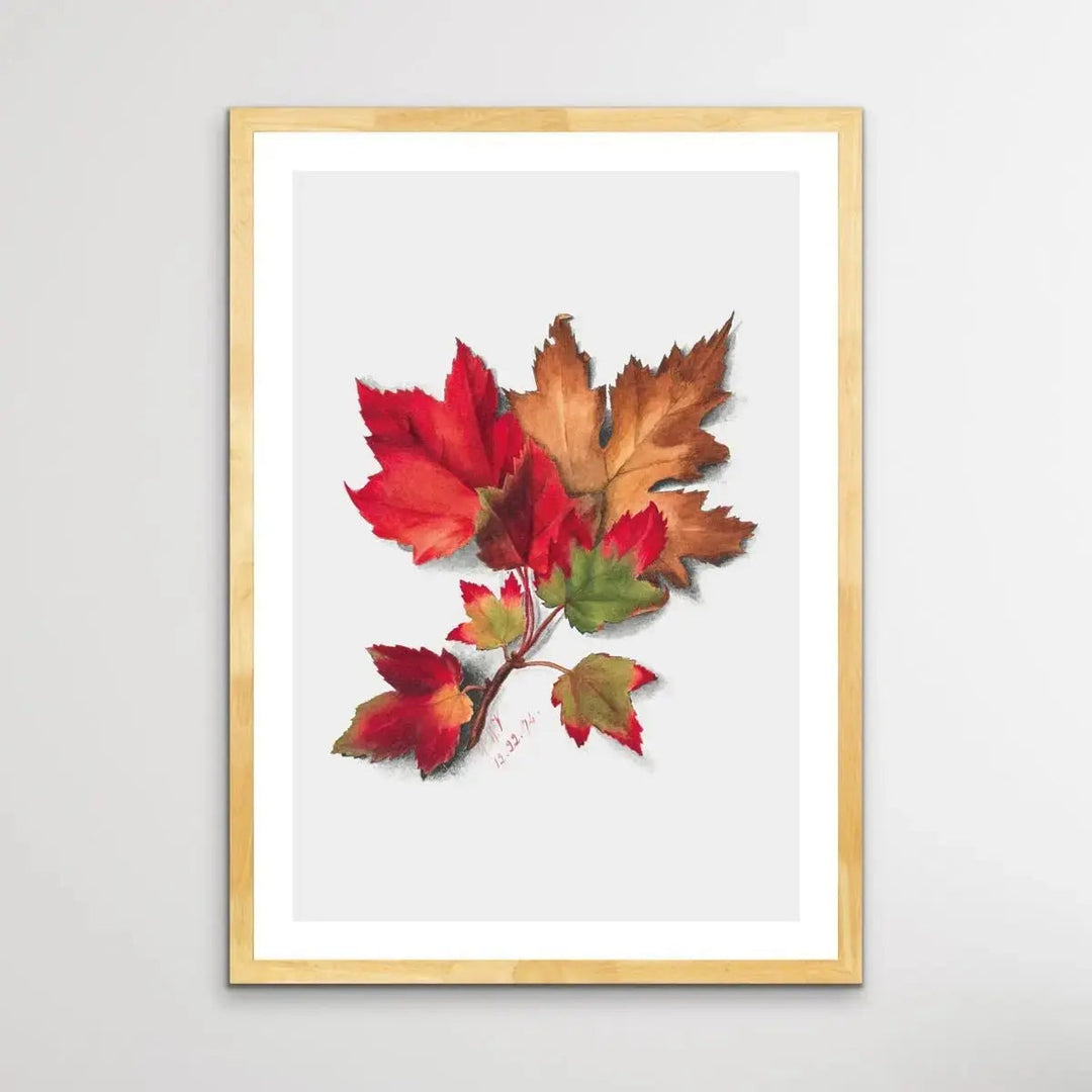 Autumn Leaves II (1874) by Mary Vaux Walcott - I Heart Wall Art - Poster Print, Canvas Print or Framed Art Print
