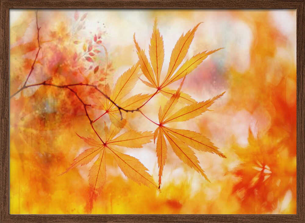 Autumn Maple Glow - Floral Photographic Stretched Canvas Poster or Fine Art Print