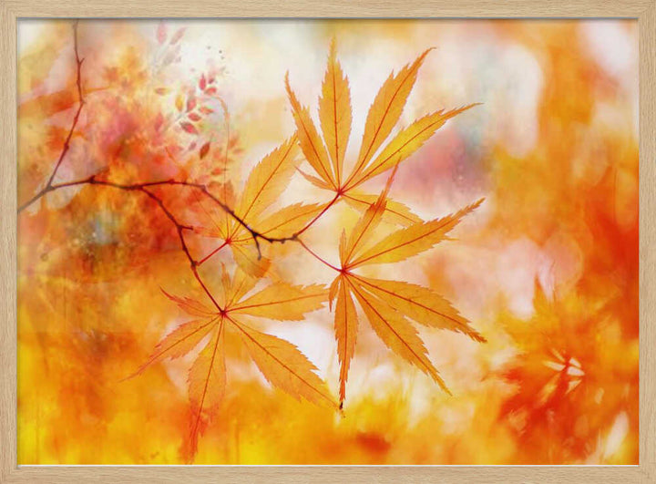 Autumn Maple Glow - Floral Photographic Stretched Canvas Poster or Fine Art Print