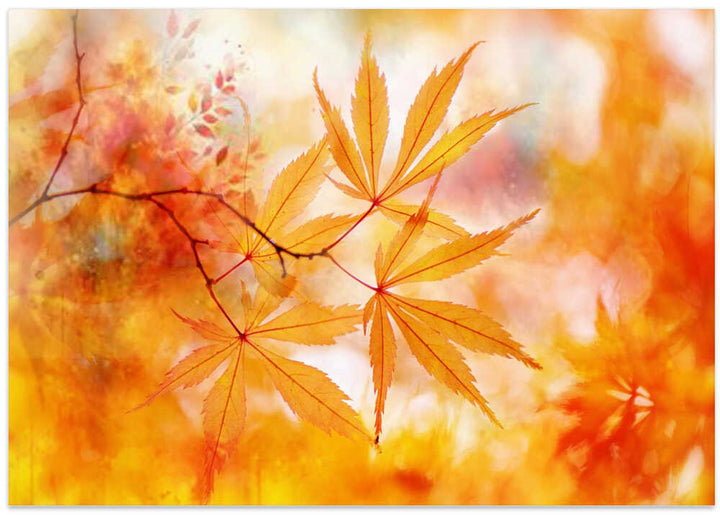 Autumn Maple Glow - Floral Photographic Stretched Canvas Poster or Fine Art Print