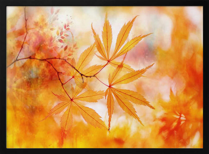Autumn Maple Glow - Floral Photographic Stretched Canvas Poster or Fine Art Print