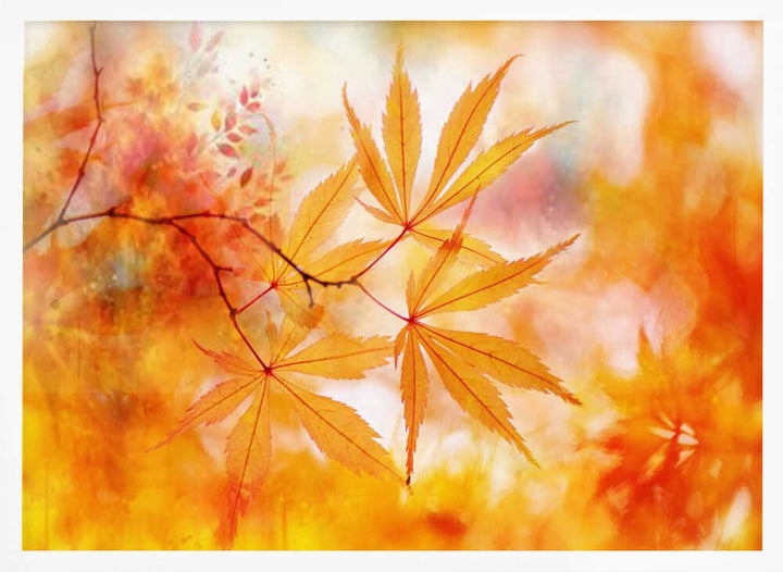 Autumn Maple Glow - Floral Photographic Stretched Canvas Poster or Fine Art Print