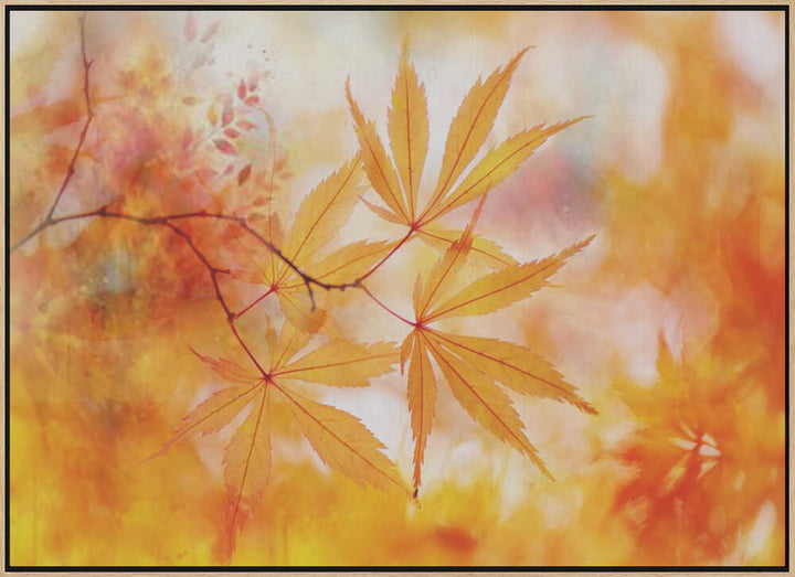 Autumn Maple Glow - Floral Photographic Stretched Canvas Poster or Fine Art Print