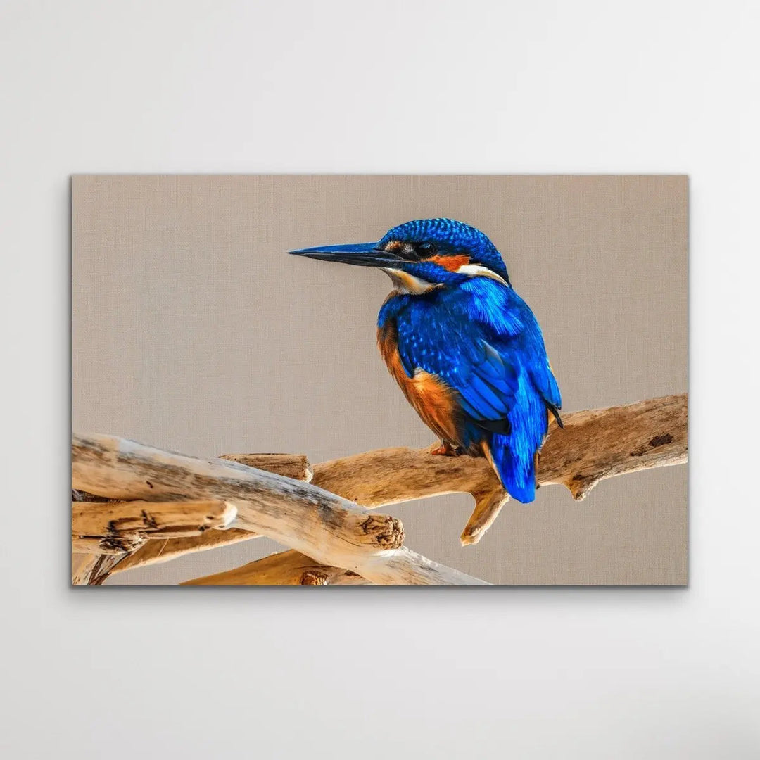 Azure Kingfisher- Blue Australian Bird Canvas And Art Print - I Heart Wall Art - Poster Print, Canvas Print or Framed Art Print