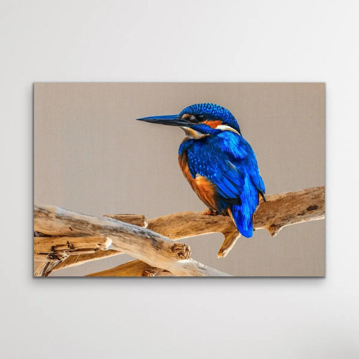 Azure Kingfisher- Blue Australian Bird Canvas And Art Print - I Heart Wall Art - Poster Print, Canvas Print or Framed Art Print