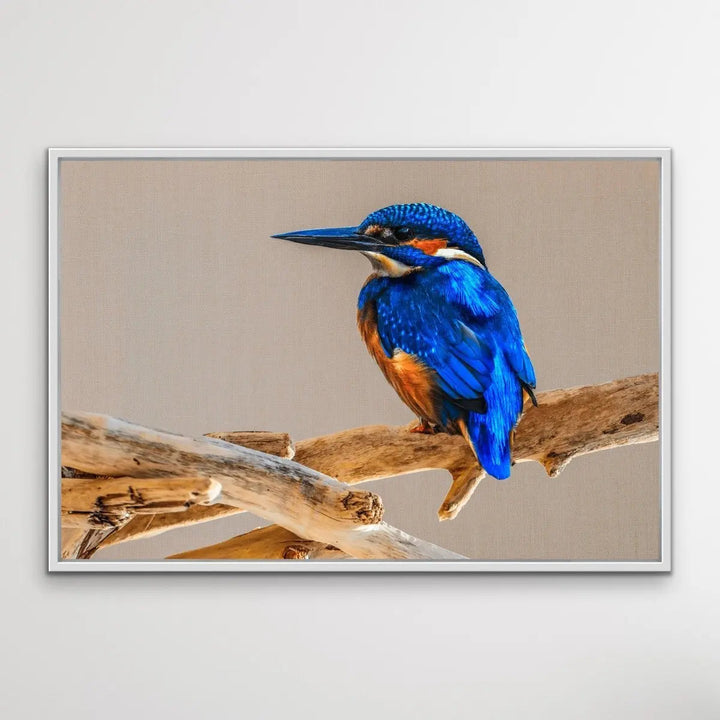 Azure Kingfisher- Blue Australian Bird Canvas And Art Print - I Heart Wall Art - Poster Print, Canvas Print or Framed Art Print