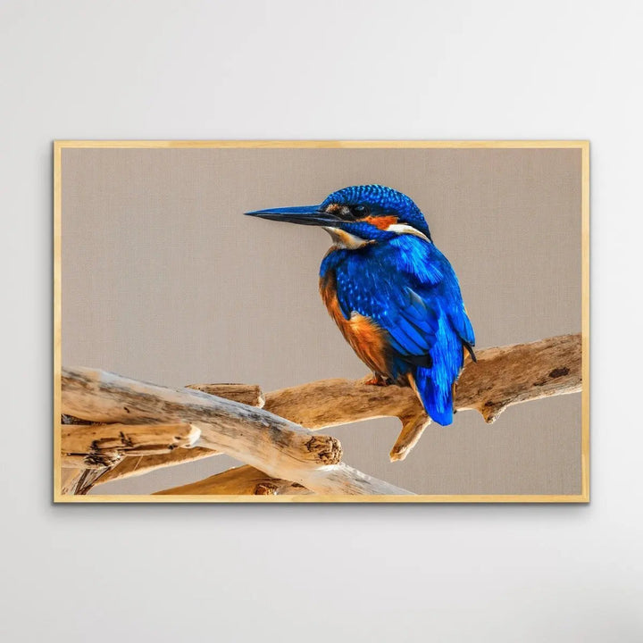 Azure Kingfisher- Blue Australian Bird Canvas And Art Print - I Heart Wall Art - Poster Print, Canvas Print or Framed Art Print