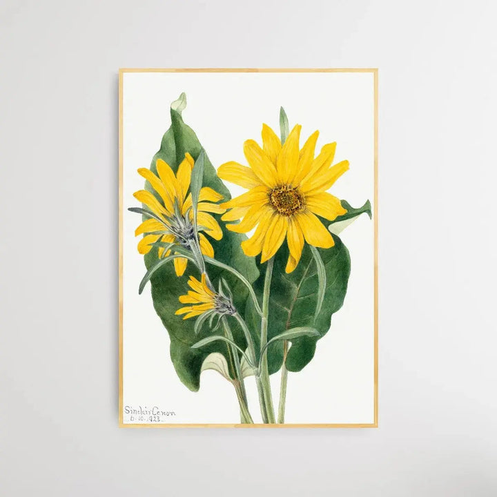 Balsamorhiza sagittata (1923) by Mary Vaux Walcott - I Heart Wall Art - Poster Print, Canvas Print or Framed Art Print