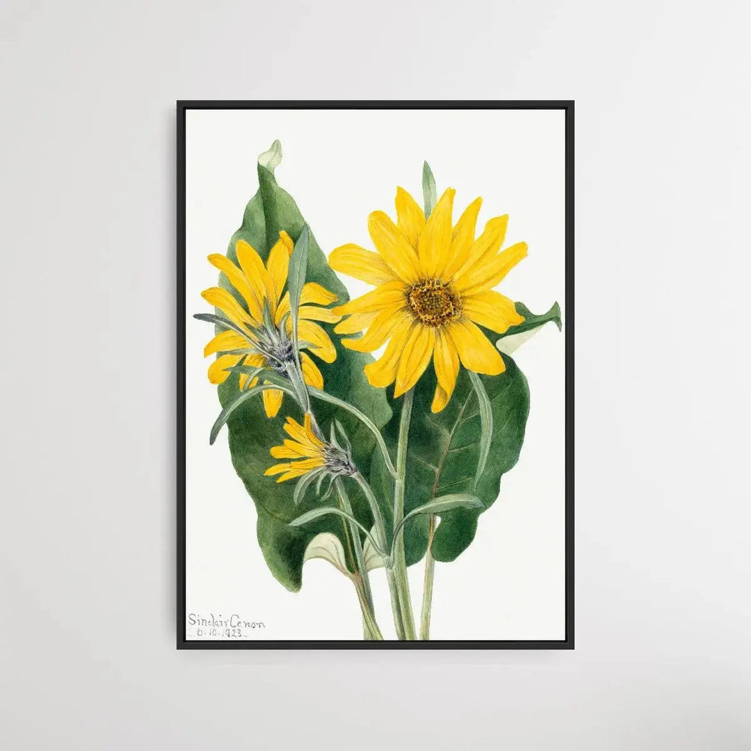 Balsamorhiza sagittata (1923) by Mary Vaux Walcott - I Heart Wall Art - Poster Print, Canvas Print or Framed Art Print