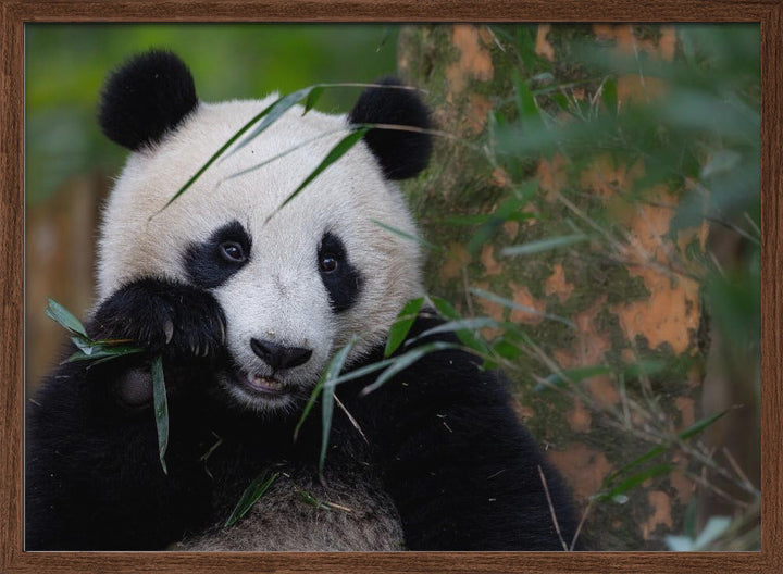 Bamboo Time - Stretched Canvas, Poster or Fine Art Print I Heart Wall Art