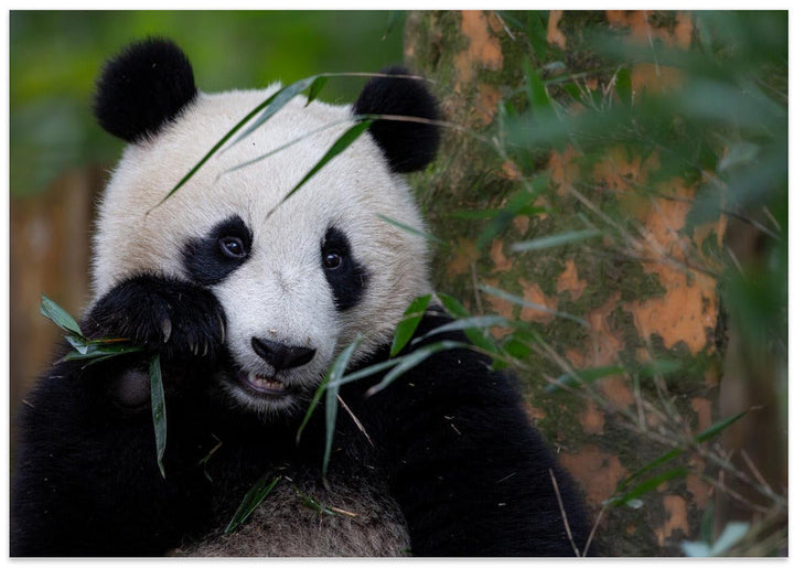 Bamboo Time - Stretched Canvas, Poster or Fine Art Print I Heart Wall Art