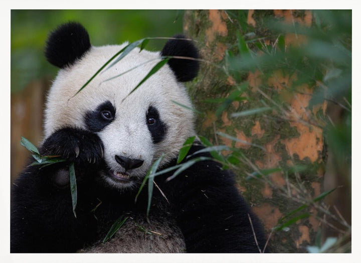 Bamboo Time - Stretched Canvas, Poster or Fine Art Print I Heart Wall Art