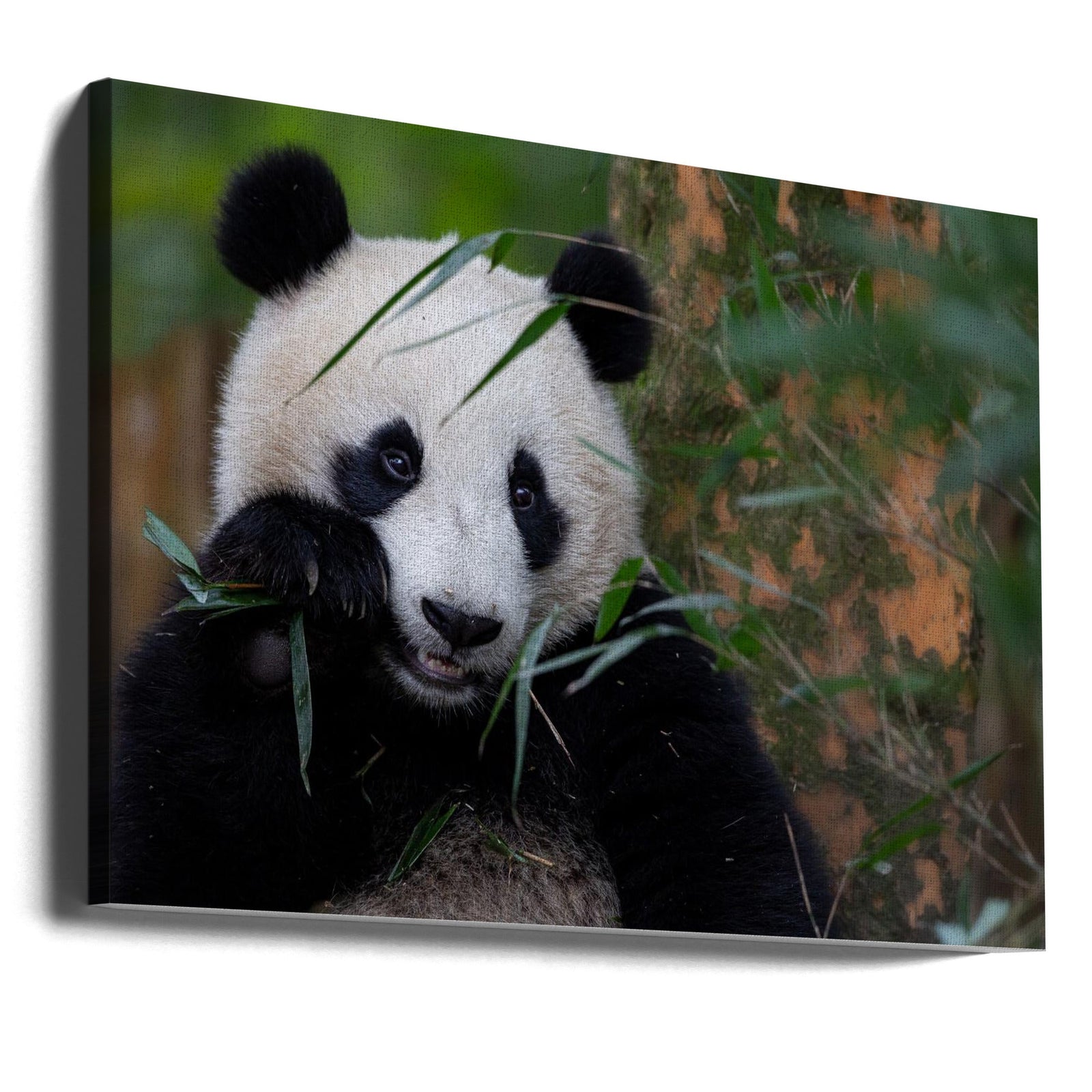 Bamboo Time - Stretched Canvas, Poster or Fine Art Print I Heart Wall Art