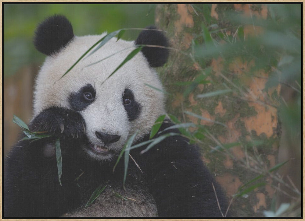 Bamboo Time - Stretched Canvas, Poster or Fine Art Print I Heart Wall Art